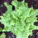 Simpson Lettuce - A reliable somewhat earlier producer. You won't be disappointed with this easy to grow selection. A great addition to your salad garden. Cool-season lover.
- Click for more details!